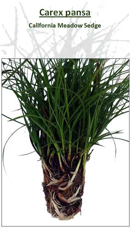 Carex Pansa Plug