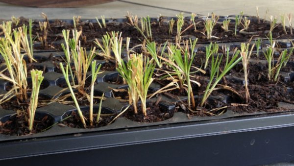 New Batch by Division - Day 1